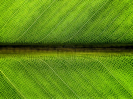 Foto de Primer plano del patrón de hojas de Strelitzia - Imagen libre de derechos