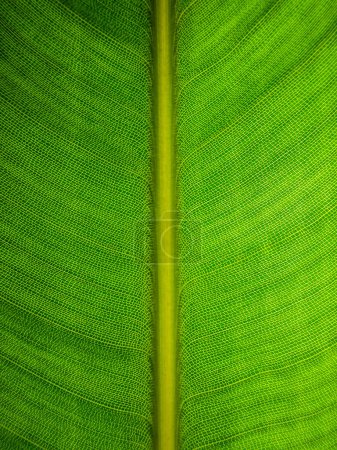 Foto de Primer plano del patrón de hojas de Strelitzia - Imagen libre de derechos