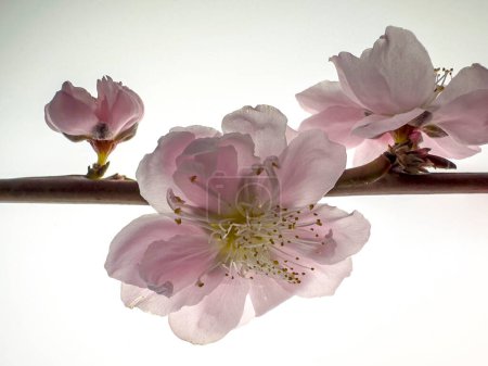 Foto de Primer plano de rama de flor de melocotón japonés - Imagen libre de derechos