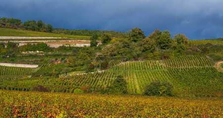 Foto de Vista panorámica de la viña en otoño con cielo dramático. Viajar por Francia, Borgoña, Francia. - Imagen libre de derechos