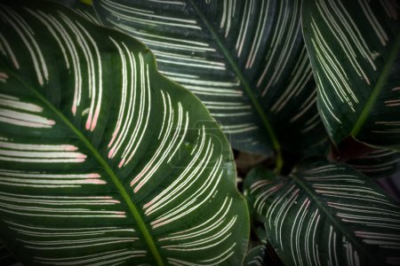 Photo for Calathea ornata plant pin-strip calathea. Background from the leaves of the calathea ornata plant. close up of calathea ornata. - Royalty Free Image