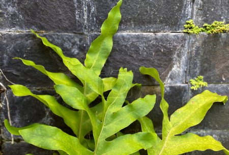 Foto de Close up of Monarch fern with stone wall background. Phymatosorus scolopendria. - Imagen libre de derechos