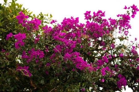 Téléchargez les photos : Arbres hauts avec Bougainvilliers Fleurs en Envigado, Antioquia, la Colombie - en image libre de droit