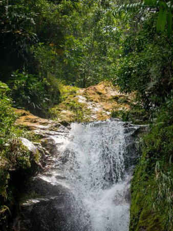 Téléchargez les photos : Beaucoup de végétation, de plantes, de mousse sur les rochers aux cascades d'Envigado, Antioquia, Colombie - en image libre de droit