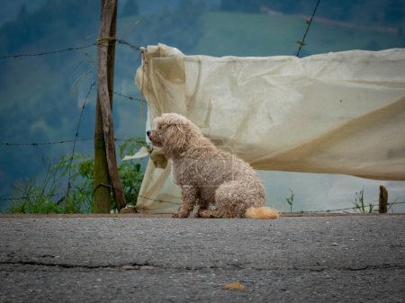 Téléchargez les photos : Petit chien maltais sans laisse assis dans la rue seul - en image libre de droit