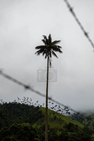 Photo for A Wax Palm (Ceroxylon quindiuense) Behind a Wire Fence in the Cocora Valley, Salento, Quindio, Colombia - Royalty Free Image