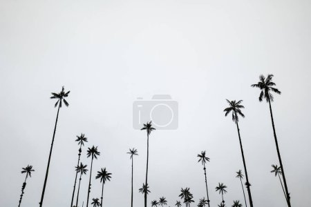 Photo for The World's Tallest Wax Palms (Ceroxylon quindiuense) Recognized by UNESCO as Cultural Heritage Found in the Cocora Valley, Salento, Quindio, Colombia - Royalty Free Image