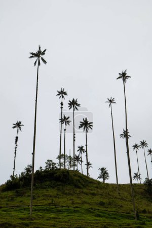 Photo for The World's Tallest Wax Palms (Ceroxylon quindiuense) Recognized by UNESCO as Cultural Heritage Found in the Cocora Valley, Salento, Quindio, Colombia - Royalty Free Image