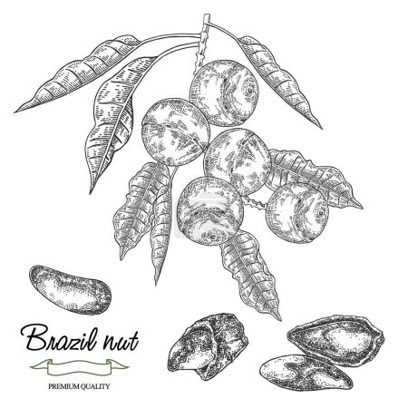 Téléchargez les illustrations : Illustration vectorielle de noix du Brésil. Bertholletia excelsa branche aux noix mûres. Dessiné à la main. - en licence libre de droit