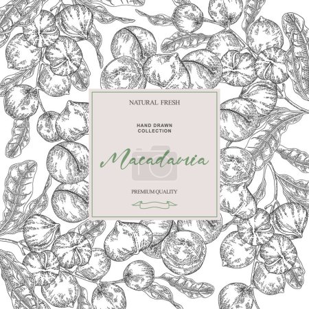 Macadamianuss-Hintergrund. Handgezeichnete Macadamia-Äste mit Nüssen. Vektorabbildung schwarz-weiß.