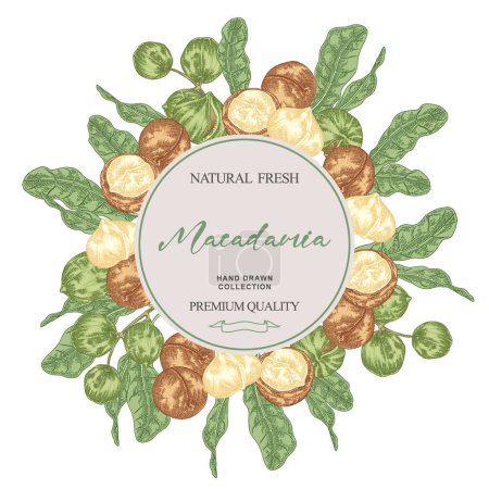 Runde Etikette mit Macadamia-Nüssen. Handgezeichnete Macadamia-Zweige mit Nüssen und Blättern. Vektorillustration botanisch.