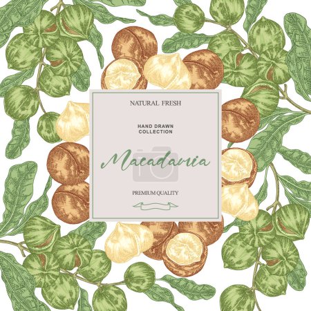 Macadamianuss-Hintergrund. Handgezeichnete Macadamia-Äste mit Nüssen. Vektor-Illustration im Vintage-Stil.