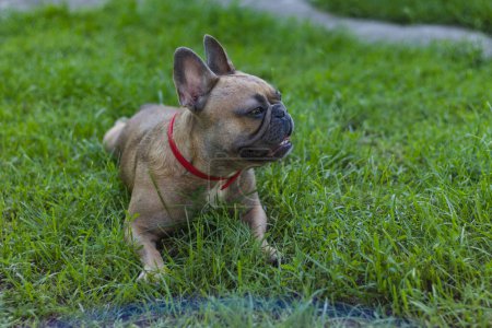 Photo for Cute French bulldog girl laying in grass. Summer in countryside - Royalty Free Image