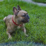 Cute French bulldog girl laying in grass. Summer in countryside