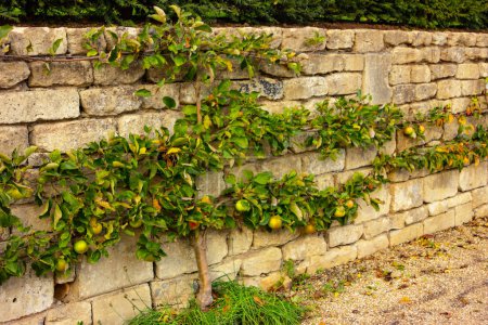 Photo for Ripe apples on the espaliered horizontal branches of a fruit tree in an English garden - Royalty Free Image
