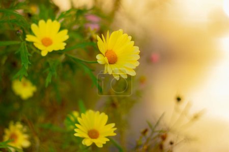 Foto de Delicadas flores amarillas Margarita Dahlberg primer plano en el jardín en el día soleado - Imagen libre de derechos