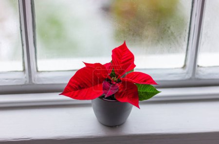 Foto de Pequeña flor de poinsettia roja en el alféizar de la ventana. Planta estrella de Navidad - Imagen libre de derechos