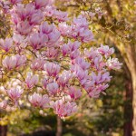 beautiful lush blooming pink magnolia tree in the park