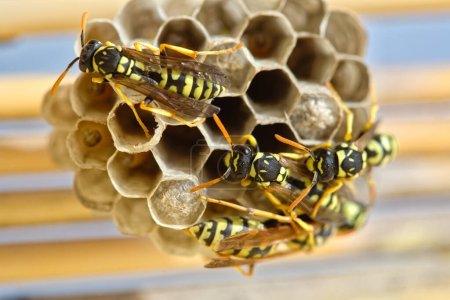 Several wasps building a nest to lay their eggs