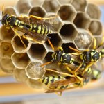 Several wasps building a nest to lay their eggs