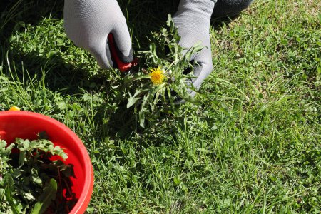 A man removes weeds from the lawn in the garden with a knife and his hands are protected with gloves