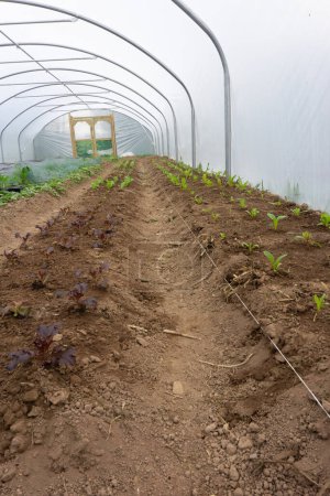 Photo for Farming in poly-tunnel springtime planting of shard and lettuce, grown organically, beds laid out with line visible. - Royalty Free Image