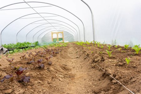 Photo for Poly-tunnel springtime planting of salad crop, organic growing no carbon footprint, using natural compost, laid in beds laid out with line visible. - Royalty Free Image