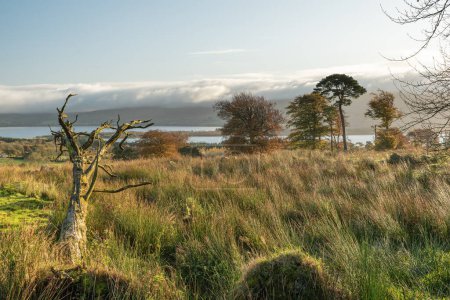 Photo for Morning scene, tall grass dead tree in the foreground, trees in the middle distance, with blessington lakes and clouds in the background, blessington - Royalty Free Image