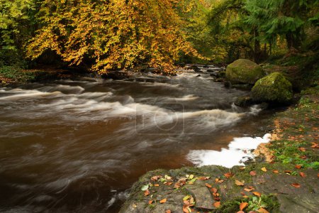 Photo for Autumnal scene river rapids with tree in full autumn colour and golden leaf covered rocks on the riverbank. - Royalty Free Image