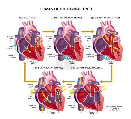 Ilustración médica de las fases del ciclo cardíaco, con anotaciones