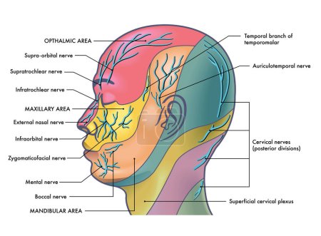 Ilustración médica de los principales nervios faciales, con anotaciones.