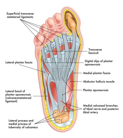 Illustration der Fußanatomie, mit Anmerkungen.