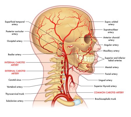 Illustration médicale des artères principales de la tête et du cou, avec annotations.
