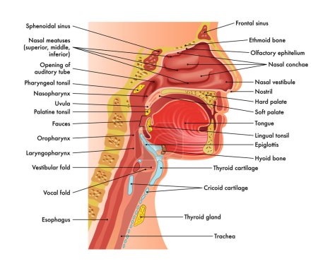 Schéma médical de l'anatomie du nez, de la bouche, du larynx et du pharynx, avec annotations.