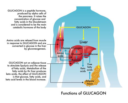 Illustration médicale des fonctions du glucagon, avec annotations.