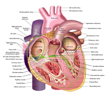 Ilustración médica de la anatomía interna del corazón, con anotaciones.