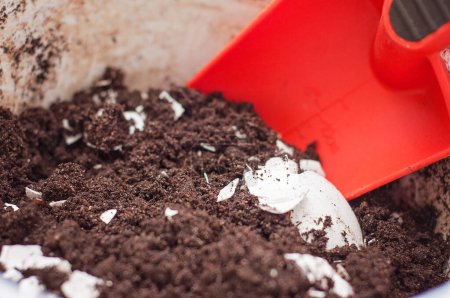 Soil mix with crushed egg shells in it to work as a natural fertilizer and give calcium to the plant. Potting soil and a bright red planting spade or trowel in a clay pot.