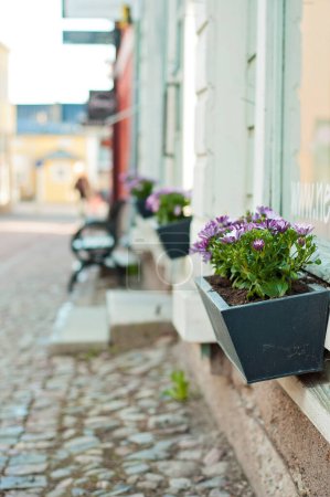 Photo for Window box or flower box with lilac or purple flowers in front of a shop window on a cobblestone street. Stairs to the store and a bench in the background. Historic Porvoo old town shopping street. - Royalty Free Image