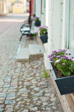 Photo for Window box or flower box with lilac or purple flowers in front of a shop window on a cobblestone street. Stairs to the store and a bench in the background. Historic Porvoo old town shopping street. - Royalty Free Image