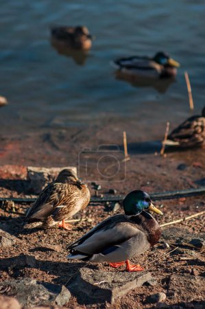 Photo for Mallard ducks in water and on the ground on the shore, in the sun resting. Cold winter day on a unfrozen lake, river, pond, sea or ocean. Male and female mallards in a flock. - Royalty Free Image