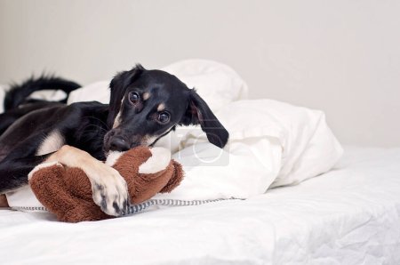 Foto de Un cachorrito Saluki negro está acostado en la cama y jugando con su juguete de oso de peluche. Perro galgo persa con hocico largo, orejas flojas de pelo largo y ojos marrones. Lindo y adorable retrato de perro. - Imagen libre de derechos