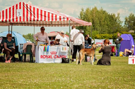 Foto de Outdoor dog show on a grass field. Many people and dogs competing. Round for saluki dogs or Persian greyhounds. Many tents and people in the background. Warm and sunny summer day. - Imagen libre de derechos