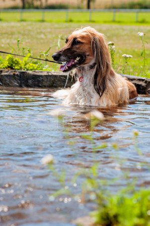 Foto de Perro saluki de pelo largo de plumas marrón o galgo persa acostado en el agua. Perro relajante, descansando o enfriándose en un estanque en un día de verano caluroso y soleado. - Imagen libre de derechos