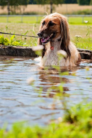 Foto de Brown feathered long-haired saluki dog or Persian greyhound lying down in water. Dog relaxing, resting or cooling down in a pond on a hot and sunny summer day. - Imagen libre de derechos