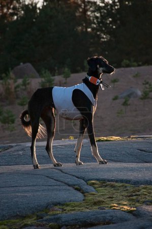 Foto de Black young and alert saluki dog outdoors in the lovely hot Summer weather in Finland. She's wearing a running vest and also a tracker on her neck. - Imagen libre de derechos
