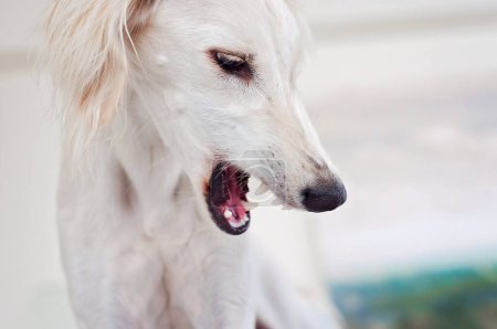 Foto de White saluki dog showing its teeth and growling. Persian greyhound giving a warning or being aggressive with teeth and fangs showing and mouth open. White angry dog indoors. - Imagen libre de derechos