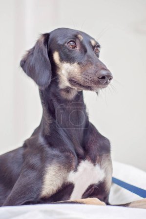 Foto de A little black saluki puppy is lying in bed and relaxing at home. Tired Persian greyhound looking away. Dog with long snout, floppy long-haired ears and brown eyes. Cute and adorable dog portrait. - Imagen libre de derechos