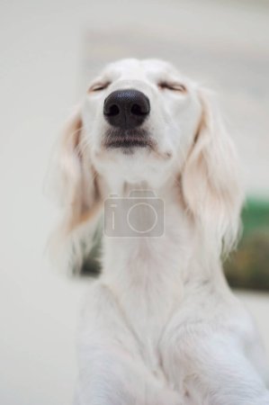 Foto de Purebred white Saluki sighthound or gazehound lying down and relaxing with her eyes closed. Dog with long snout, floppy and long-haired ears and brown eyes. Cute and adorable dog portrait. - Imagen libre de derechos