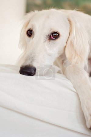 Foto de Purebred white Saluki sighthound or gazehound lying down and relaxing with her head down. Dog with long snout, floppy and long-haired ears and brown eyes. Cute and adorable dog portrait. - Imagen libre de derechos
