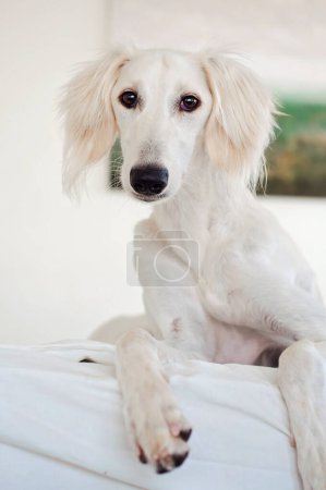 Foto de Purebred white Saluki sighthound or gazehound lying down and relaxing, looking at the camera. Dog with long snout, floppy and long-haired ears and brown eyes. Cute and adorable dog portrait. - Imagen libre de derechos